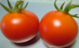 tomato05